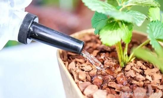 澆水上肥剪一波，做好養(yǎng)護讓居家植物安全過冬(圖2)