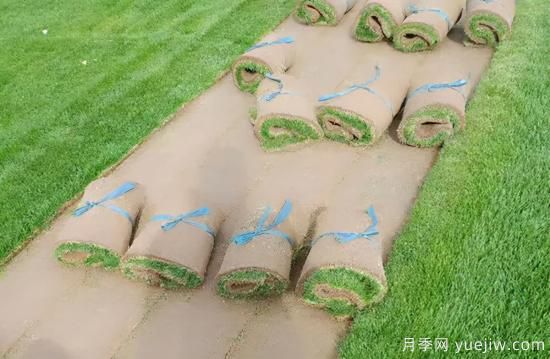 草坪，2021年上半年當之無愧的行情之王(圖3)