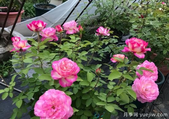 馬克夏加爾月季，又美又香花期長(zhǎng)的陽(yáng)臺(tái)月季(圖2)