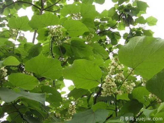 梓樹，庭院綠化常用樹種(圖3)
