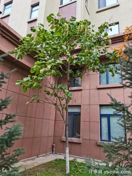 梓樹，庭院綠化常用樹種(圖5)