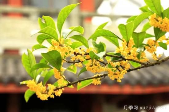 澆水上肥剪一波，做好養(yǎng)護讓居家植物安全過冬(圖3)