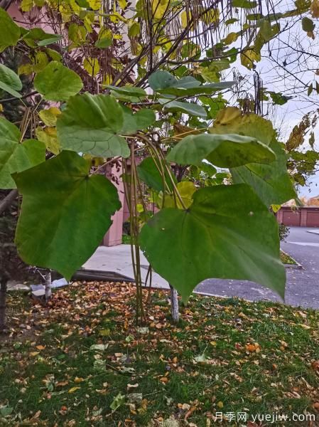 梓樹，庭院綠化常用樹種(圖6)