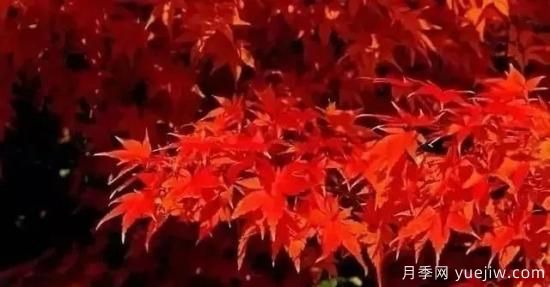 深度分析彩葉樹種的種類、配置原則和應(yīng)用(圖2)