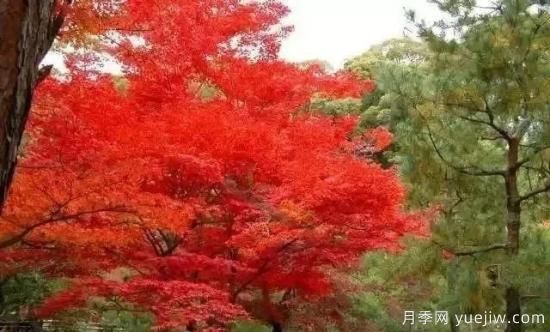 深度分析彩葉樹種的種類、配置原則和應(yīng)用(圖3)