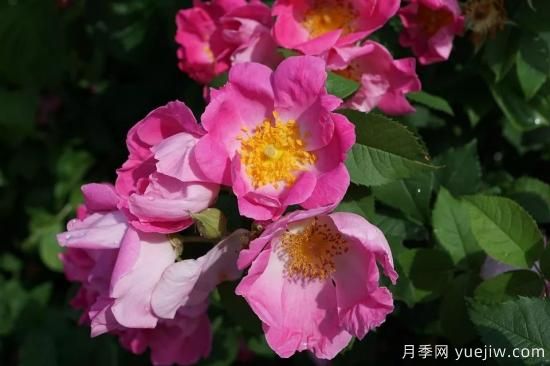 如何給月季花授粉？培育一個月季新品種要多久(圖1)