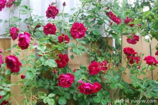如何給月季花授粉？培育一個月季新品種要多久(圖2)
