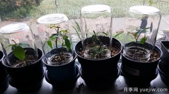 如何給月季花授粉？培育一個月季新品種要多久(圖3)