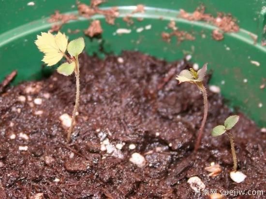 如何給月季花授粉？培育一個月季新品種要多久(圖4)