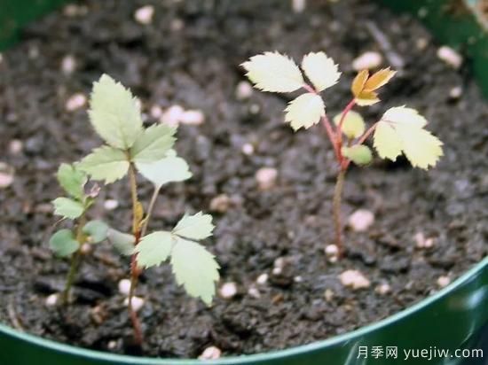 如何給月季花授粉？培育一個月季新品種要多久(圖5)