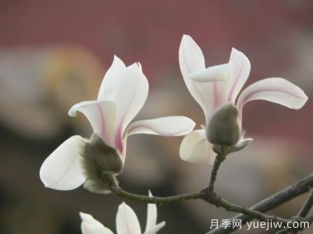 玉蘭三姐妹：中土原生白與紫，北美舶來洋玉蘭(圖4)