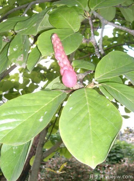 玉蘭三姐妹：中土原生白與紫，北美舶來洋玉蘭(圖6)