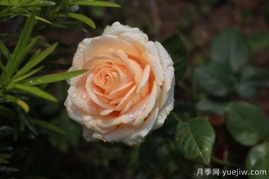 適合新手養(yǎng)的4個月季，花朵大花期長還香(圖3)