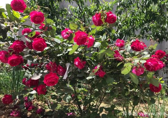 軟香紅月季，古老國月不輸歐月日月，四季勤開花(圖1)