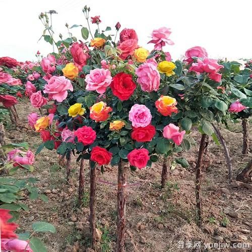 一棵樹狀月季，多色花朵，養(yǎng)在庭院里真漂亮(圖1)