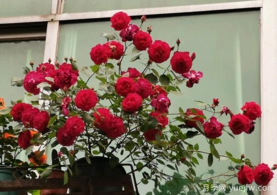 軟香紅月季，古老國月不輸歐月日月，四季勤開花(圖3)