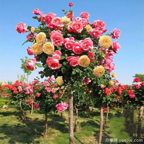 一棵樹狀月季，多色花朵，養(yǎng)在庭院里真漂亮(圖2)