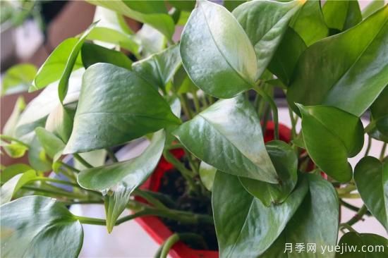 冬天綠蘿常見問題與解決方法！(圖1)