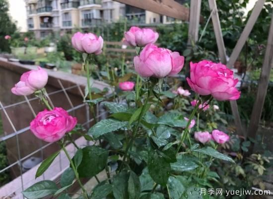 羊脂香水月季，以香聞名，花美如芍藥，四季能開(kāi)花(圖2)