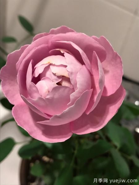 羊脂香水月季，以香聞名，花美如芍藥，四季能開(kāi)花(圖3)