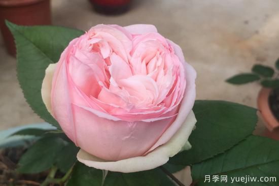 推薦8種粉色系月季品種，漂亮顏值甜蜜來(lái)襲(圖2)
