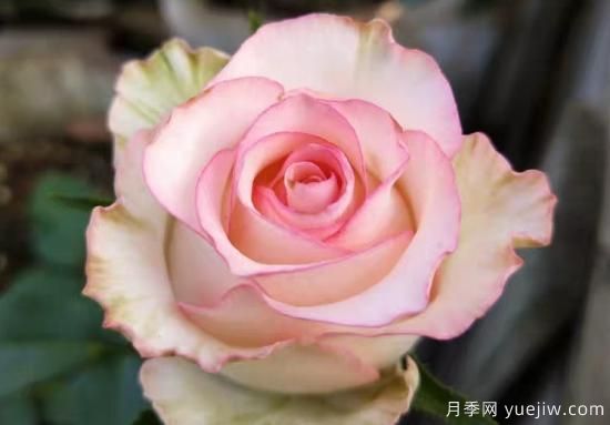 推薦8種粉色系月季品種，漂亮顏值甜蜜來(lái)襲(圖3)
