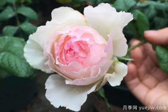 推薦8種粉色系月季品種，漂亮顏值甜蜜來(lái)襲(圖7)