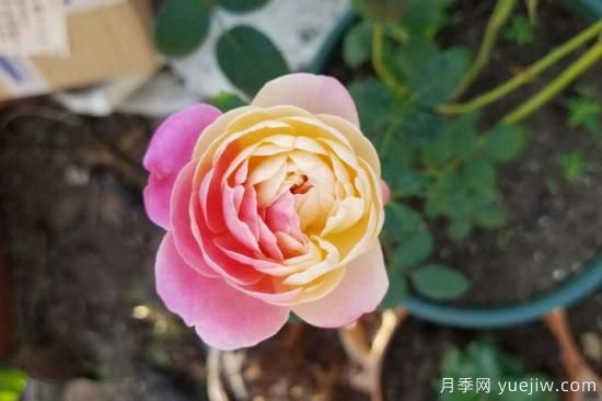 推薦8種粉色系月季品種，漂亮顏值甜蜜來(lái)襲(圖8)