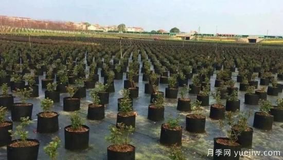 育苗容器影響苗木生長嗎？應(yīng)該如何選擇容器苗？(圖1)