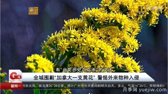 廣州湖北河南…多地遭“一枝黃花”入侵，見到要鏟除(圖2)