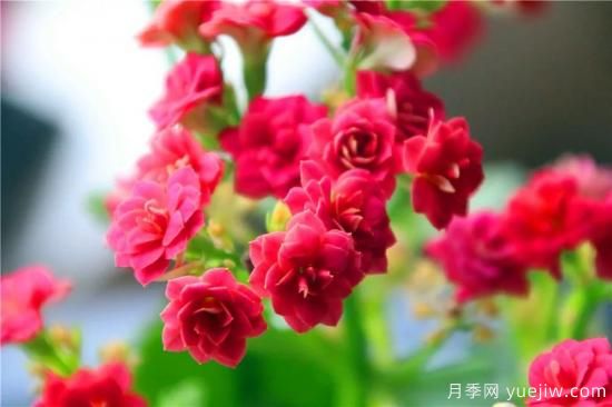 你的長壽花不開花養(yǎng)不好？這里有長壽花養(yǎng)護(hù)秘訣！(圖1)