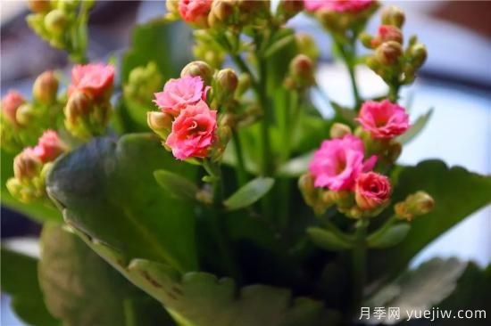 你的長壽花不開花養(yǎng)不好？這里有長壽花養(yǎng)護(hù)秘訣！(圖2)
