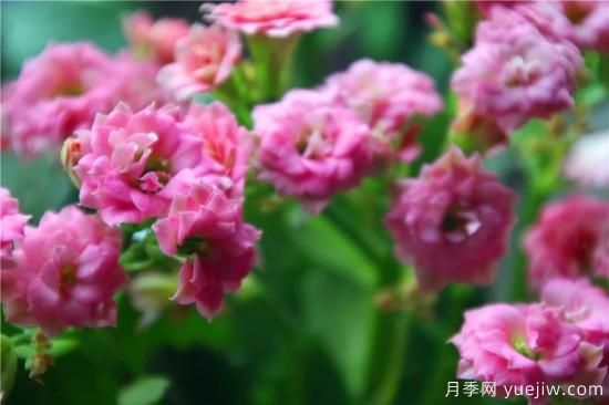 你的長壽花不開花養(yǎng)不好？這里有長壽花養(yǎng)護(hù)秘訣！(圖3)