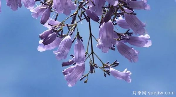 網紅樹木悄然興起，是否預示著大好行情？(圖1)