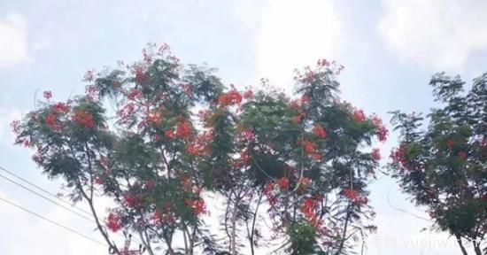 網紅樹木悄然興起，是否預示著大好行情？(圖2)