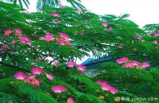 網紅樹木悄然興起，是否預示著大好行情？(圖4)