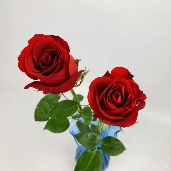 紅色切花月季經典主流，推薦十種經典常見的紅玫瑰(圖1)