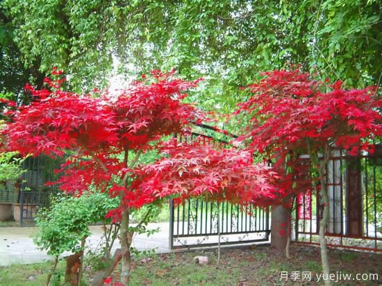 花葉芋和紅楓的修剪，使其早日成株提前開(kāi)花結(jié)果(圖1)