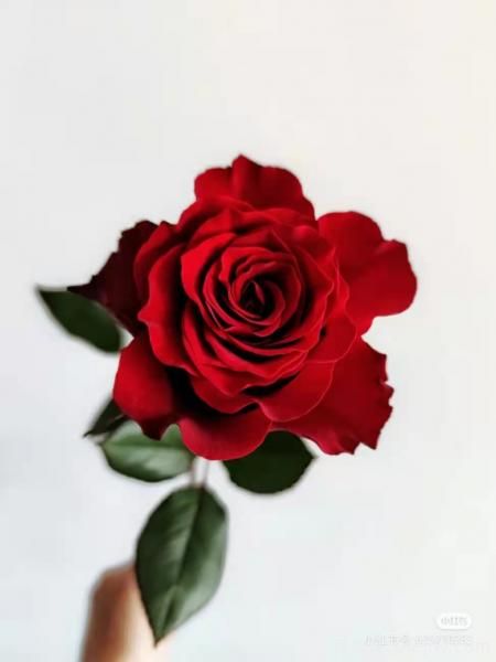 紅色切花月季經典主流，推薦十種經典常見的紅玫瑰(圖3)