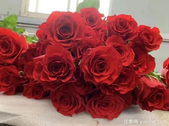紅色切花月季經典主流，推薦十種經典常見的紅玫瑰(圖5)