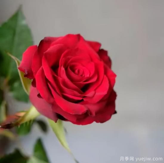 紅色切花月季經典主流，推薦十種經典常見的紅玫瑰(圖7)