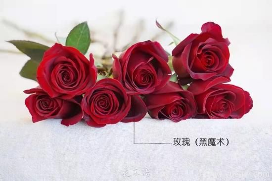 紅色切花月季經典主流，推薦十種經典常見的紅玫瑰(圖8)