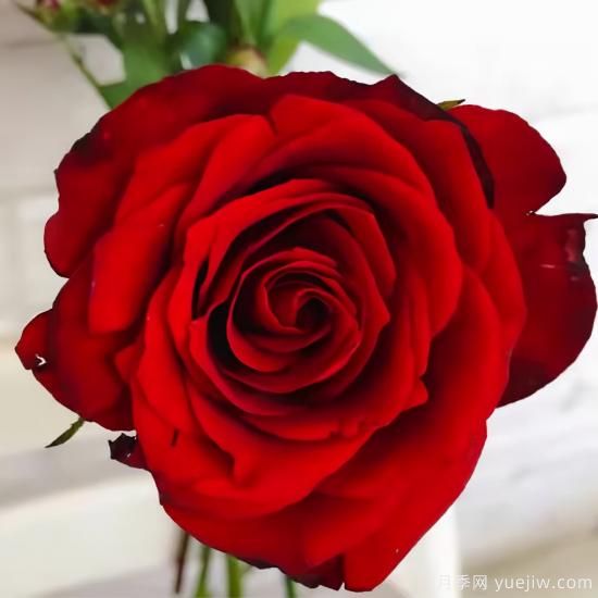 紅色切花月季經典主流，推薦十種經典常見的紅玫瑰(圖9)