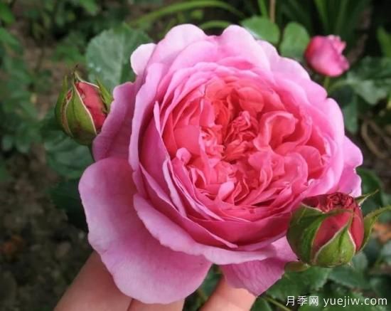 大花月季中的開花機(jī)器--肯特公主月季，花朵鮮艷多姿(圖1)