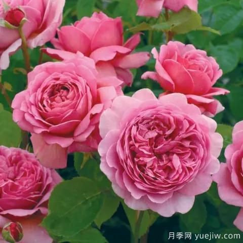 大花月季中的開花機(jī)器--肯特公主月季，花朵鮮艷多姿(圖2)