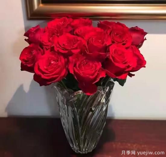 紅色切花月季經典主流，推薦十種經典常見的紅玫瑰(圖10)