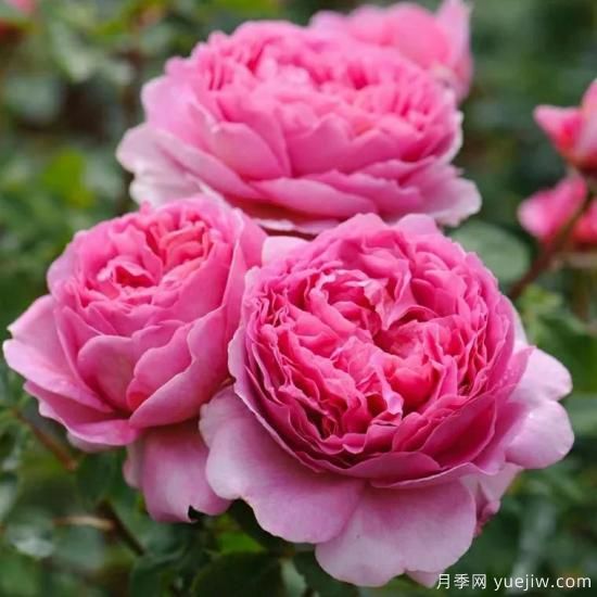 大花月季中的開花機(jī)器--肯特公主月季，花朵鮮艷多姿(圖3)