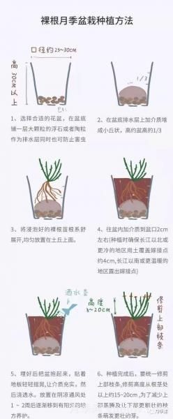 入手月季裸根苗正當(dāng)時(shí)，冬季栽種掌握4個(gè)關(guān)鍵點(diǎn)(圖4)