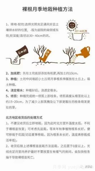 入手月季裸根苗正當(dāng)時(shí)，冬季栽種掌握4個(gè)關(guān)鍵點(diǎn)(圖5)