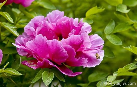 冬季養(yǎng)牡丹花，做好4步來年花開滿盆(圖1)